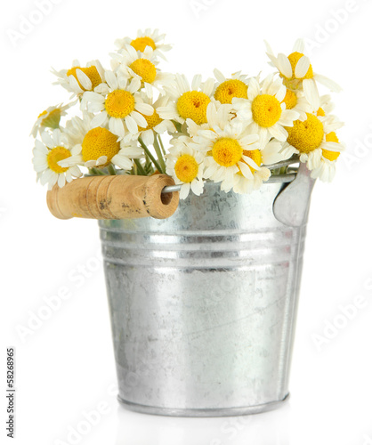 Photo: Beautiful wild camomiles in .pail, isolated on white Beautiful wild camomiles in .pail, isolated on white