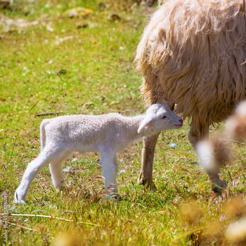 Photo: Mother sheep and baby lamb grazing in a field Mother sheep and baby lamb grazing in a field
