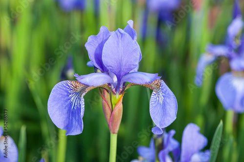 Photo: Electric blue flowers Electric blue flowers