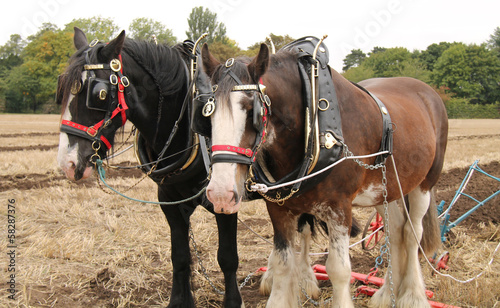 Photo: Two Large Working Horses Pulling a Farm Plough. Two Large Working Horses Pulling a Farm Plough.