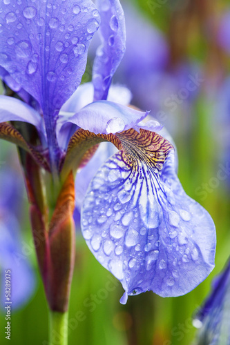 Photo: Flower petal closeup Flower petal closeup