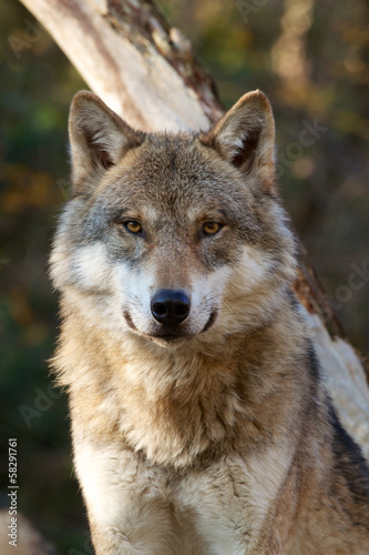 Grey Wolf - Canis Lupus - 58291761
