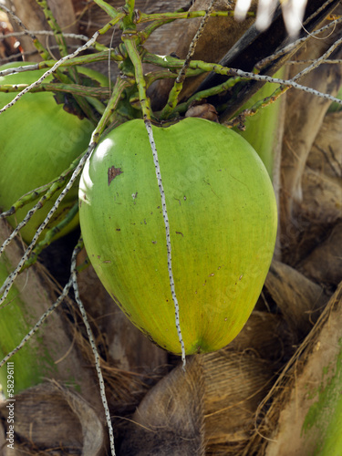 Photo: Ripe coconut on palm tree Ripe coconut on palm tree