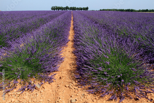 Photo: campi di lavanda in provenza campi di lavanda in provenza