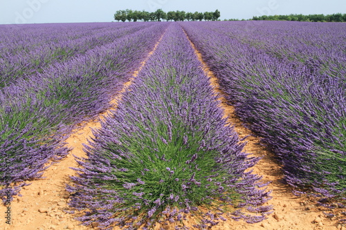 Photo: campi di lavanda in provenza campi di lavanda in provenza