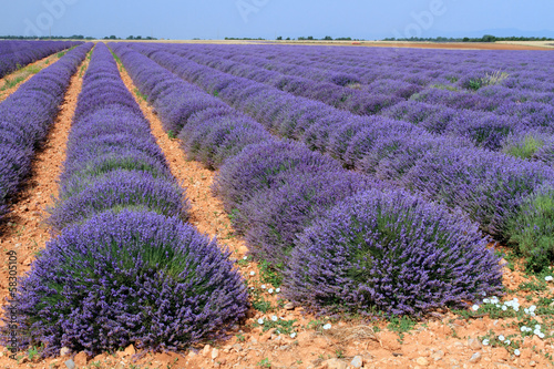 Photo: campi di lavanda in provenza campi di lavanda in provenza