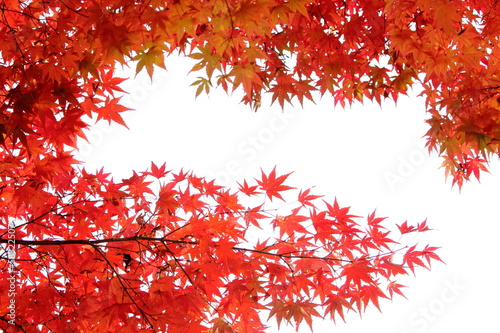 Photo: カエデの紅葉 カエデの紅葉