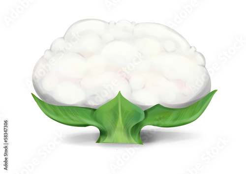 Illustration: Simple, realistic white cauliflower illustration, front view. Simple, realistic white cauliflower illustration, front view.