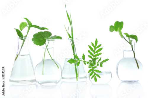 Photo: Plants in test tubes, isolated on white Plants in test tubes, isolated on white
