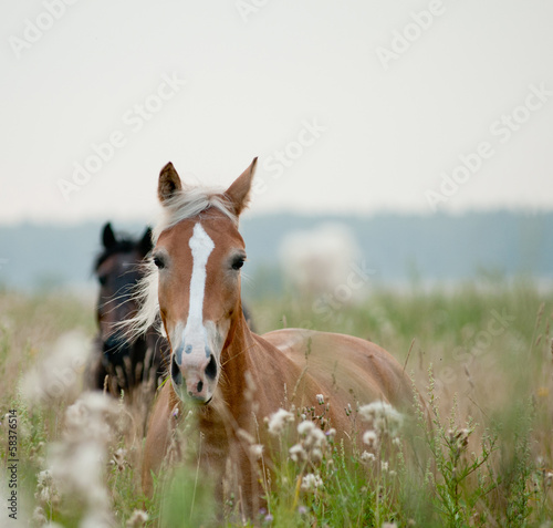 Fototapeta horses in field