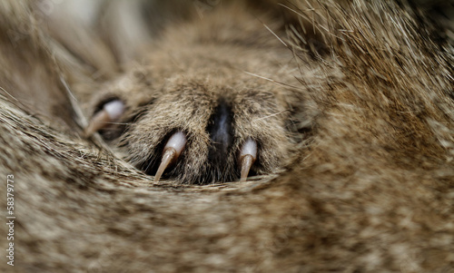 Photo: Cat feet Cat feet
