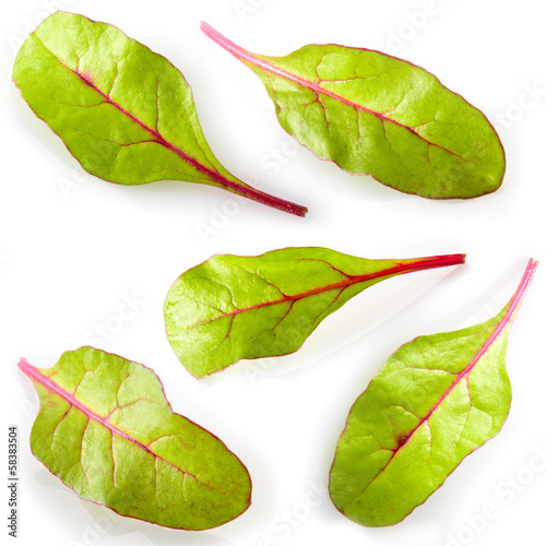 Photo: Leaf of salad isolated on white. Chard. Collection Leaf of salad isolated on white. Chard. Collection