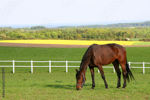 Photo: Horse Horse