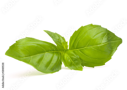 Photo: Sweet basil leaves Sweet basil leaves