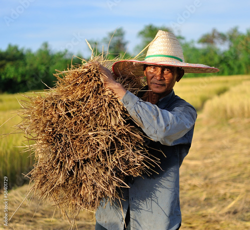 Photo: farmer in field, it's harvest time farmer in field, it's harvest time