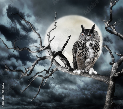 Photo: Owl On A Tree At Night Owl On A Tree At Night