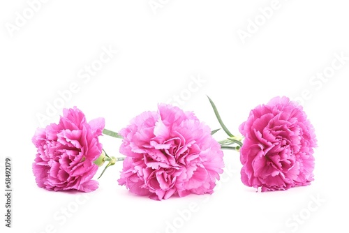 Photo: Pink carnations Pink carnations