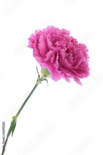 Photo: Pink carnations Pink carnations