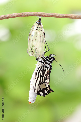 Photo: butterfly change form chrysalis butterfly change form chrysalis