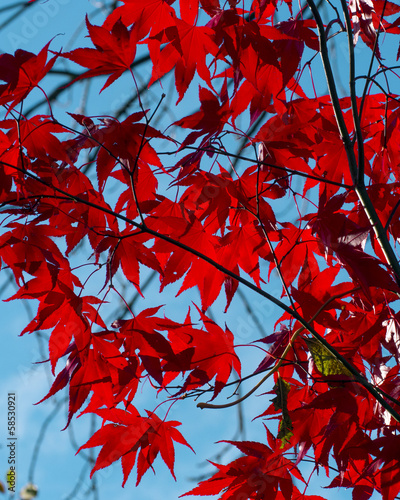 Photo: Maple Maple