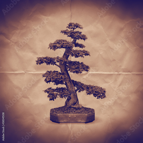 Photo: bonsai tree paper backdrop bonsai tree paper backdrop