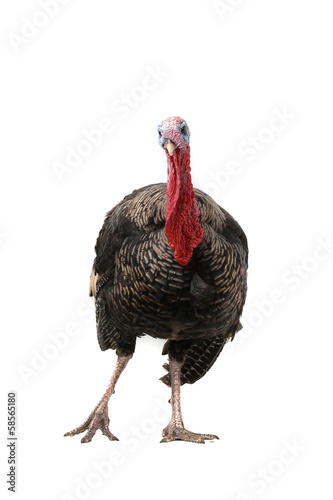 Photo: Turkey Turkey