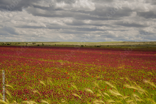 Photo: Parco Nazionale Alta Murgia: campo di fiori viola. - PUGLIA - Parco Nazionale Alta Murgia: campo di fiori viola. - PUGLIA -