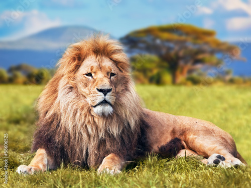 Big lion lying on savannah grass. Kenya, Africa - 58606525