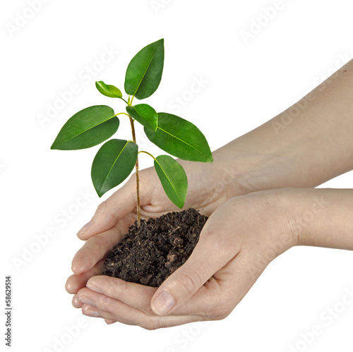 Photo: sapling in hands sapling in hands