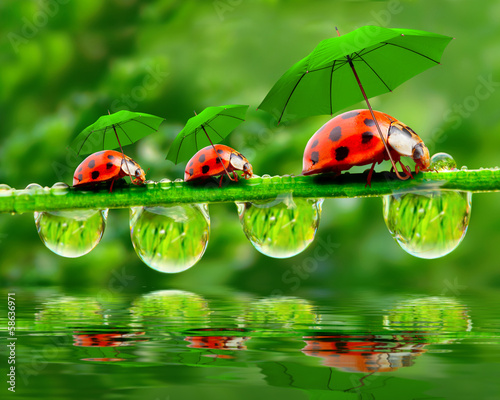 Fototapeta Little ladybugs with umbrella.