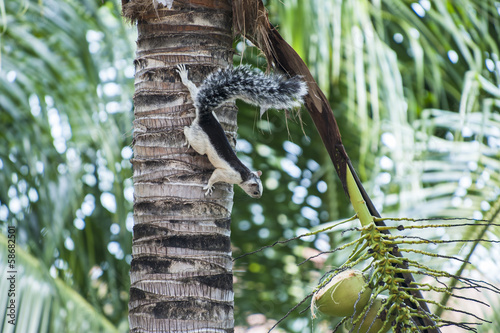 Photo: White and Black Variegated Tree Squirrel White and Black Variegated Tree Squirrel