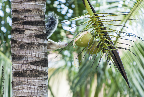 Photo: Tree Squirrel Eyes a Partly Chewed Coconut Tree Squirrel Eyes a Partly Chewed Coconut