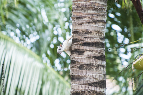 Photo: Variegated Tree Squirrel Variegated Tree Squirrel
