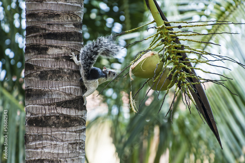 Photo: Tasty Looking Coconut Tasty Looking Coconut