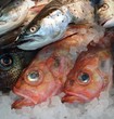 Fish on ice Fish on ice