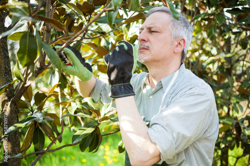 Photo: Man pruning a tree Man pruning a tree