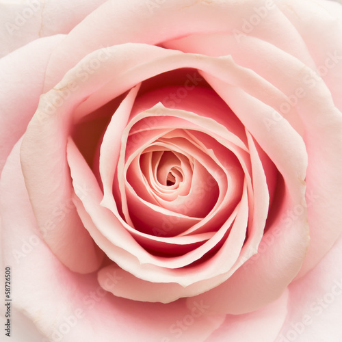 Photo: Rose Closeup Rose Closeup