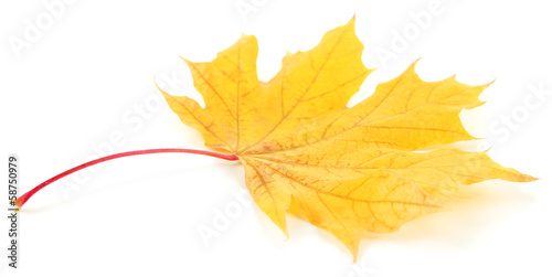 Photo: Yellow maple leaf isolated on white Yellow maple leaf isolated on white