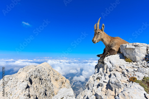 Photo: Capricorn female lying on rocks on the Montagio mountain Capricorn female lying on rocks on the Montagio mountain