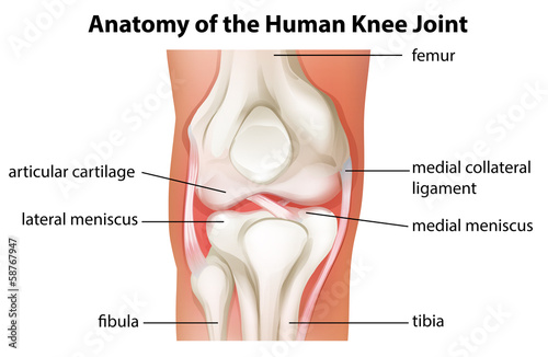 Vector: Human knee joint anatomy Human knee joint anatomy