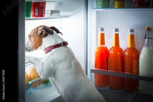 Photo: midnight hungry dog midnight hungry dog