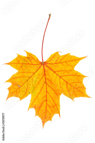 Photo: Autumn maple leaf on white Autumn maple leaf on white