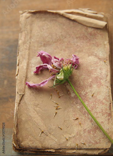 Photo: old book with flower gone to seed old book with flower gone to seed