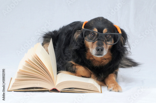 Photo: Reading Dog Reading Dog