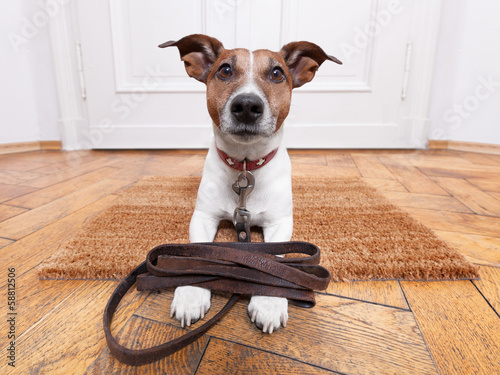Photo: dog leather leash dog leather leash