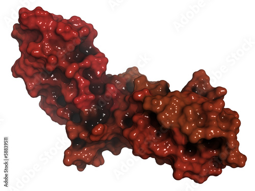 Illustration: Tissue factor (TF, extracellular part) protein. Tissue factor (TF, extracellular part) protein.
