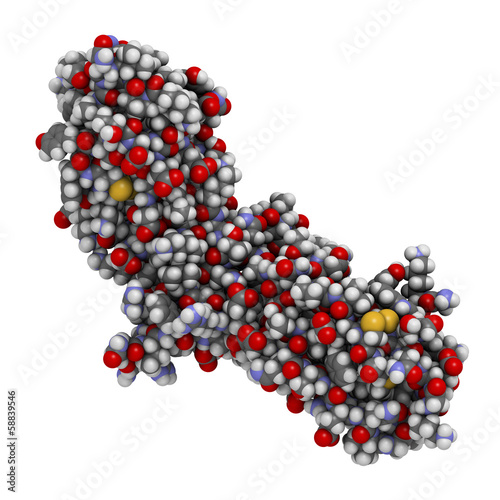 Illustration: Tissue factor (TF, extracellular part) protein. Tissue factor (TF, extracellular part) protein.