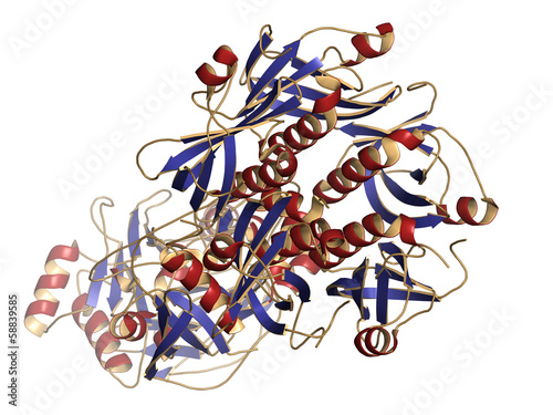 Illustration: Thyphoid toxin protein. Toxin produced by Salmonella typhi Thyphoid toxin protein. Toxin produced by Salmonella typhi