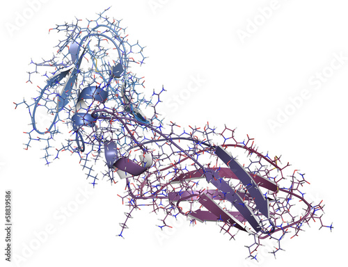 Illustration: Tissue factor (TF, extracellular part) protein. Tissue factor (TF, extracellular part) protein.