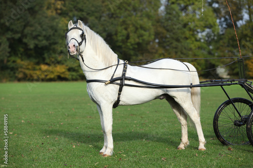 Photo: White welsh mountain pony standing White welsh mountain pony standing